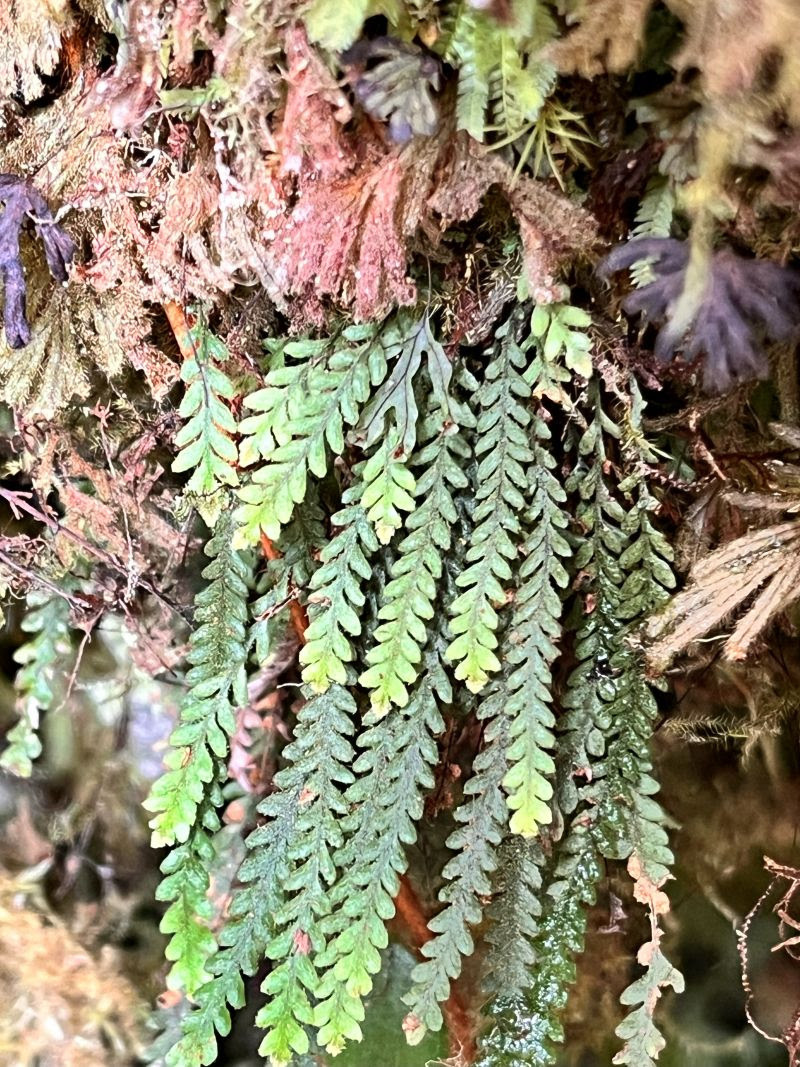 Fern Forays in Borneo wit Michael Sundue