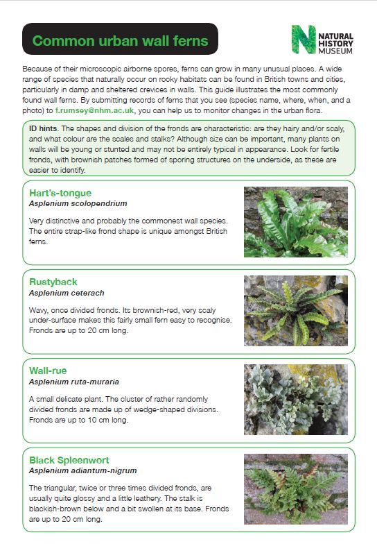 BPS information leaflets