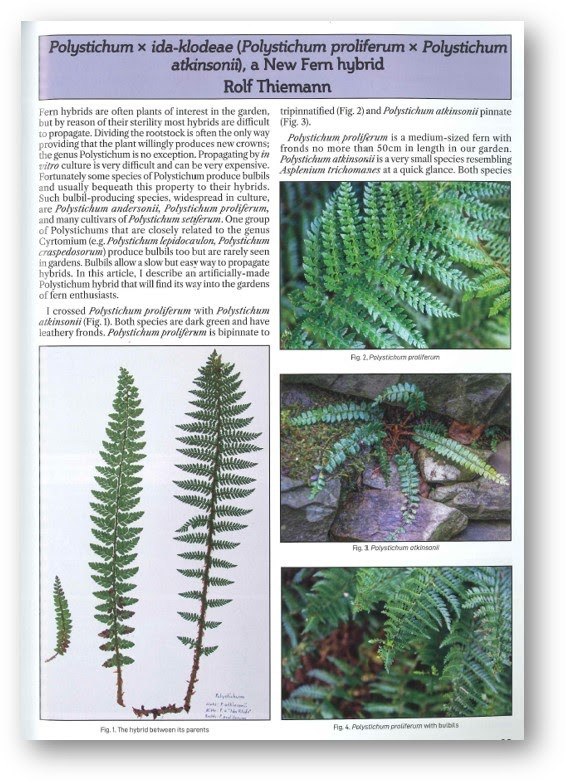 Male fern (Dryopteris filix-mas)
