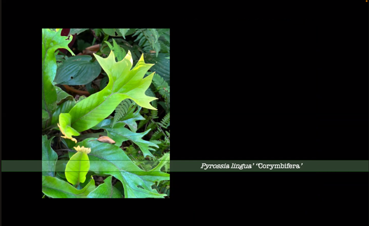 Pyrrosia lingua 'Corymbifera' (c) Daniel Mount