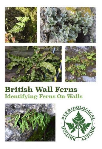 BPS Wall Fern Guide