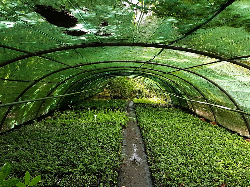 Bokrijk Arboretum shade tunnel (HFF)