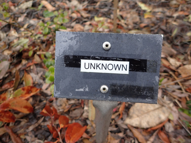 Pteridium aquilinum false indusia