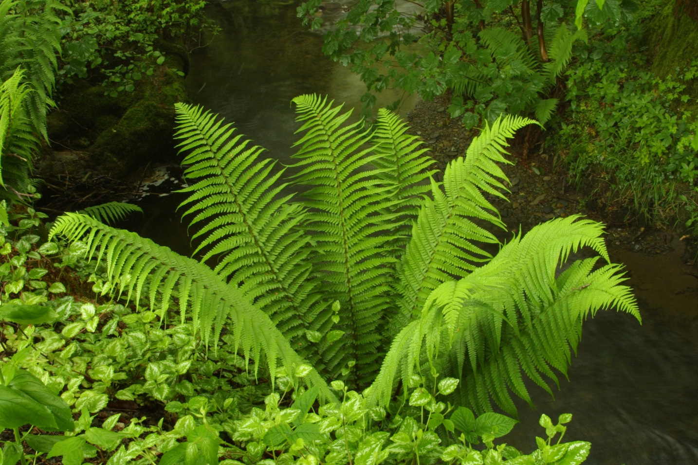 Male fern (Dryopteris filix-mas)