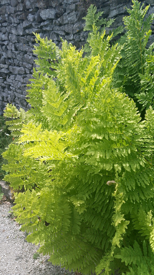 Osmunda regalis 'cristata' a the National collection at Sizergh Castle