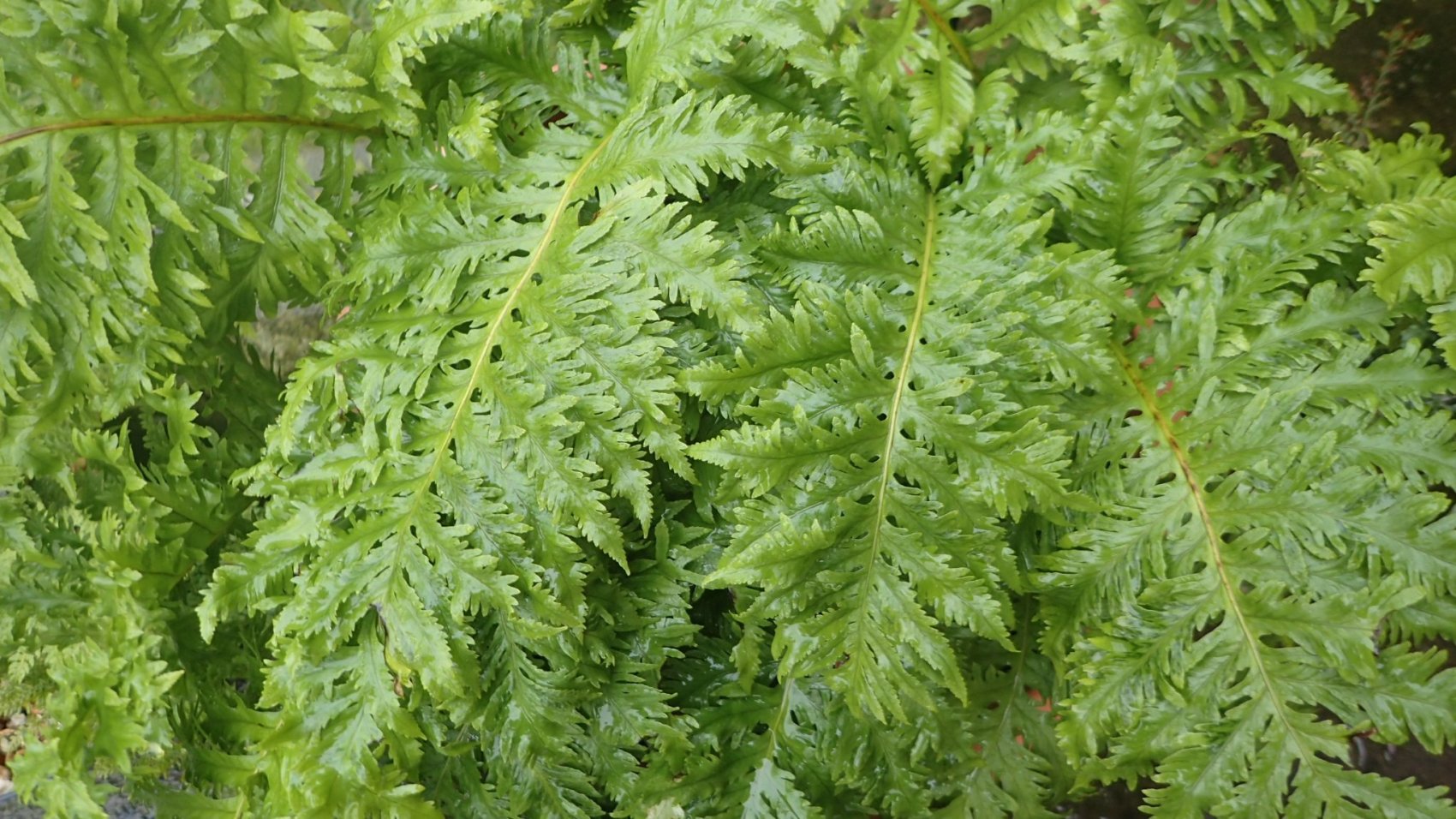 International Cultivar Registered Authority (genus: Polypodium L.)   The British Pteridological Society is the International Cultivar Registered Authority (ICRA) for the genus Polypodium.   More details to follow shortly.